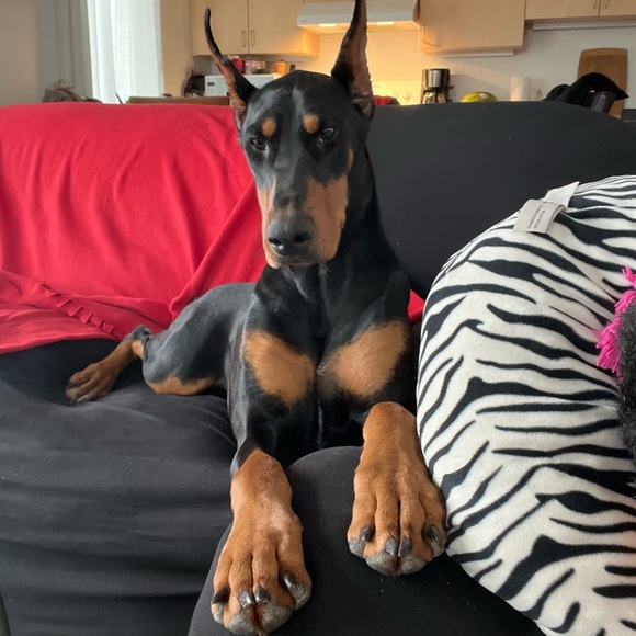 Meet your Posher, Paulo manuel - Picture 1 of 1